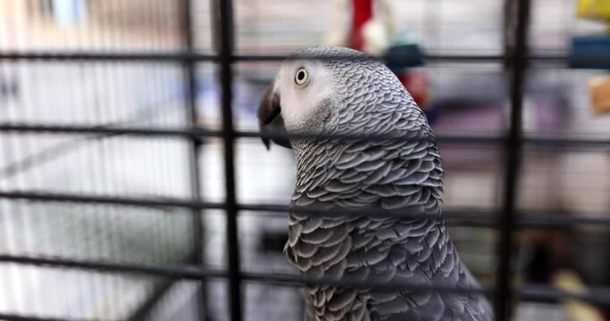 Jaco in cage gray African parrot at home. Important aspects of keeping parrots in captivity
