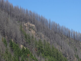The aftermath of the forest-fire in the mountains 