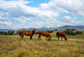 Fototapeta na wymiar Horses on the meadow.