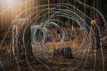 .Border wire fence trough pine forest. protecting the state's border from illegal migration and russian invasion. defending and regaining occupied territory . - 614355912