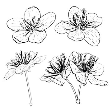 Vector illustration set of flowers of cherry, sakura, apple, plum, wild cherry plum, bird cherry. Black outline of petals, graphic drawing. For postcards, design and composition decoration, prints
