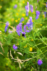 Beautiful multicolored wildflowers, bumblebee sitting on flowers, pollination of flowers. Spending time outdoors. Close-up.