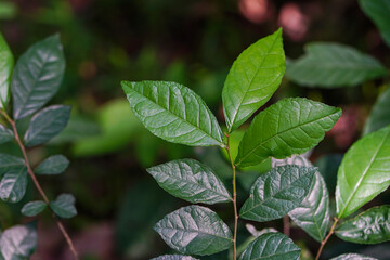 Alchornea Laxiflora Tree with it's Leaves, Lowveld bead-string, Natural Forest Background 