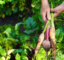 the farmer's female hands hold a bunch of carrots and beets, plucked from a bed with tops on a...