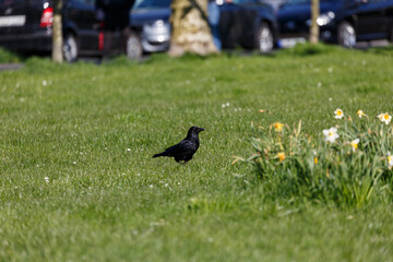 Crow on grass field in the city