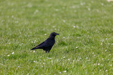 Crow on grass field in the city