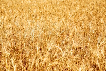 سيل حسبان- الاردن
Sail Husban - husban vally- Jordan