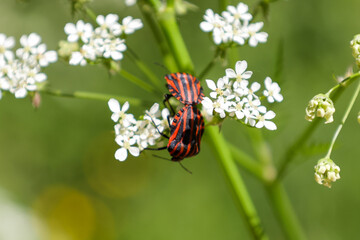 European Minstrel Bug or Italian Striped shield bug (Graphosoma lineatum) climbing a blad of grass