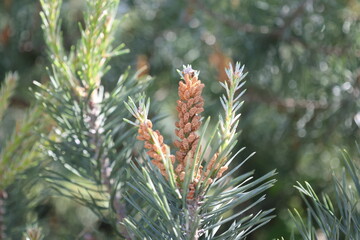 Close up of pine branch. blurred background. Cozy ambience