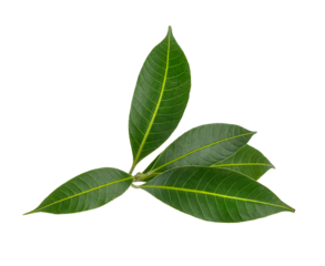  tropical leaf isolated on transparent png