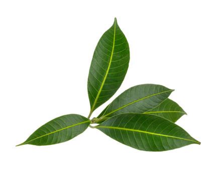  tropical leaf isolated on transparent png