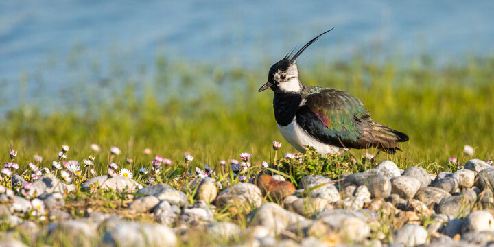 Vanneau hupp&eacute; (Vanellus vanellus - Northern Lapwing)