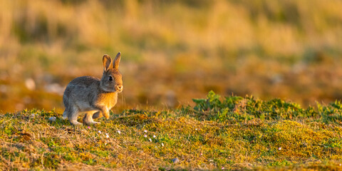 Lapin de garenne ou Lapin commun (Oryctolagus cuniculus)