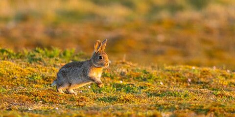 Lapin de garenne ou Lapin commun (Oryctolagus cuniculus)