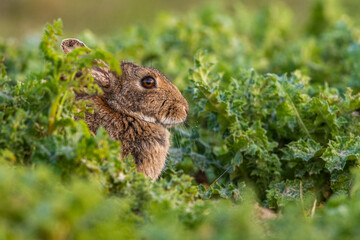 Lapin de garenne ou Lapin commun (Oryctolagus cuniculus)