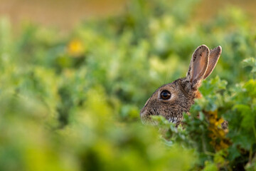 Lapin de garenne ou Lapin commun (Oryctolagus cuniculus)