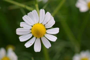 White flowering chamomile. Beautiful wildflowers. Medicinal packaging.