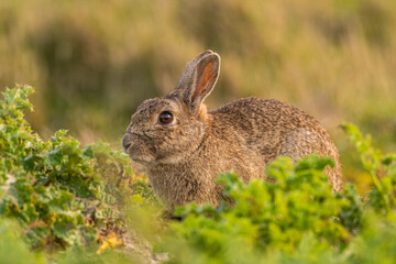 Fototapeta premium Lapin de garenne ou Lapin commun (Oryctolagus cuniculus)