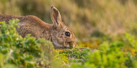 Lapin de garenne ou Lapin commun (Oryctolagus cuniculus)