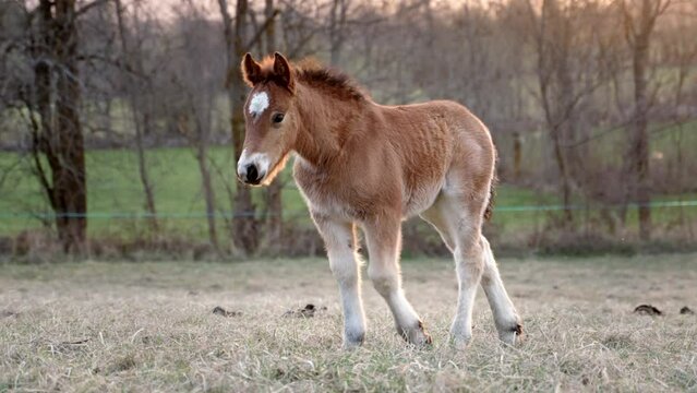 Portrait of cute newborn horse colt walking on the pasture in the countryside at sunset