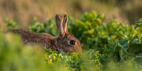 Lapin de garenne ou Lapin commun (Oryctolagus cuniculus)