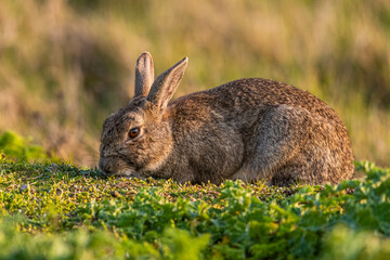 Lapin de garenne ou Lapin commun (Oryctolagus cuniculus)