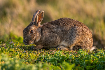 Lapin de garenne ou Lapin commun (Oryctolagus cuniculus)