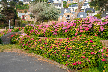 Fototapeta premium Magnifiques hortensias du Trégor en Bretagne - France