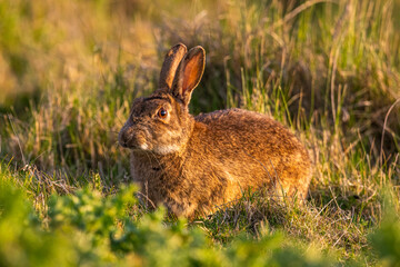 Lapin de garenne ou Lapin commun (Oryctolagus cuniculus)