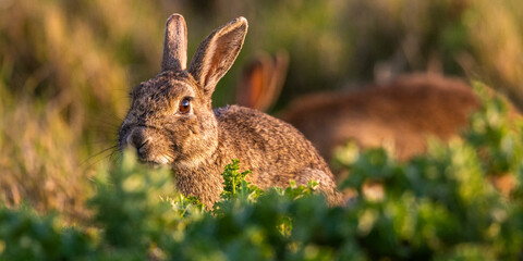 Lapin de garenne ou Lapin commun (Oryctolagus cuniculus)