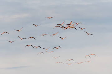 Greater Flamingos (Phoenicopterus roseus) in flight over a lagoon in spring.