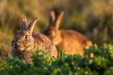 Lapin de garenne ou Lapin commun (Oryctolagus cuniculus)