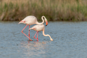 Greater Flamingo couple mating in courtship (Phoenicopterus roseus) in a swamp in spring.