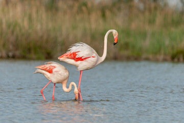 Greater Flamingo couple mating in courtship (Phoenicopterus roseus) in a swamp in spring.