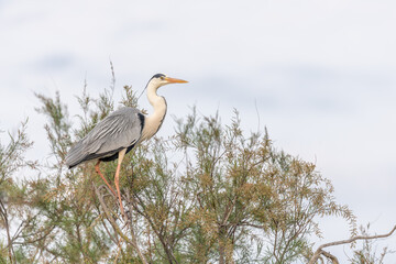 Grey heron (Ardea cinerea) perched in a nesting colony.