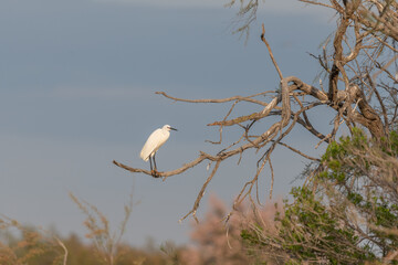 Little Egret (Egretta garzetta) in a nesting colony in spring.