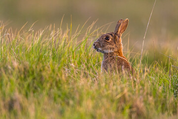 Lapin de garenne ou Lapin commun (Oryctolagus cuniculus)