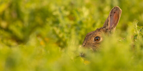 Lapin de garenne ou Lapin commun (Oryctolagus cuniculus)
