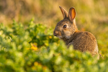 Lapin de garenne ou Lapin commun (Oryctolagus cuniculus)