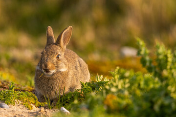 Lapin de garenne ou Lapin commun (Oryctolagus cuniculus)