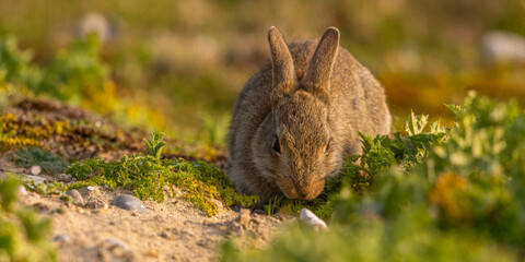 Lapin de garenne ou Lapin commun (Oryctolagus cuniculus)
