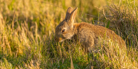 Lapin de garenne ou Lapin commun (Oryctolagus cuniculus)