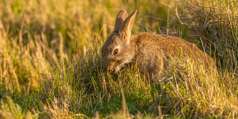 Lapin de garenne ou Lapin commun (Oryctolagus cuniculus)