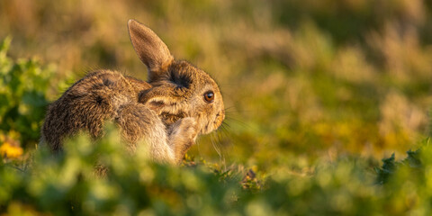 Lapin de garenne ou Lapin commun (Oryctolagus cuniculus)