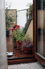 Various plants, spicy herbs and flowers on the terrace during the rain.