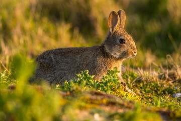Lapin de garenne ou Lapin commun (Oryctolagus cuniculus)
