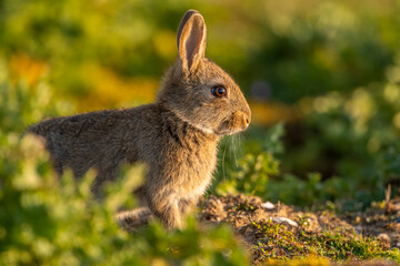 Lapin de garenne ou Lapin commun (Oryctolagus cuniculus)