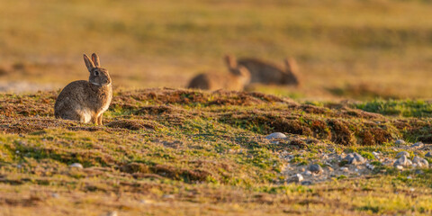 Lapin de garenne ou Lapin commun (Oryctolagus cuniculus)
