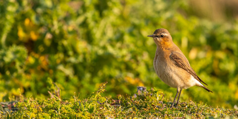 Traquet motteux (Oenanthe oenanthe - Northern Wheatear)