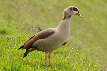 Nilgans (Alopochen aegyptiaca) am Phoenix-See, Hörde, Dortmund, Ruhrgebiet, Nordrhein-Westfalen, Deutschland, Europa